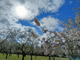 Cerezos en flor de la quinta de los molinos