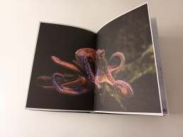 Pulpo de Jean Pierre Montanay Editorial cincotintas